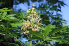 Aesculus glabra arguta