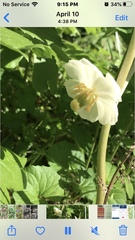Podophyllum