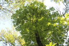 Aesculus glabra arguta