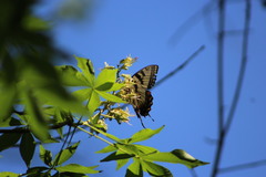 Aesculus glabra arguta