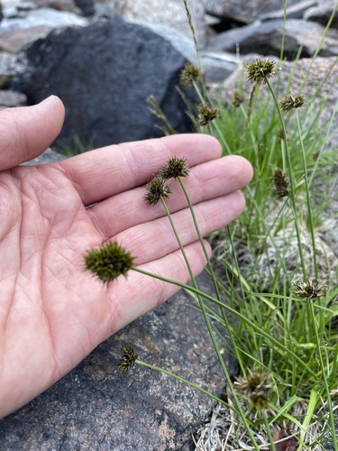 Carex haydeniana, 2026-07-31