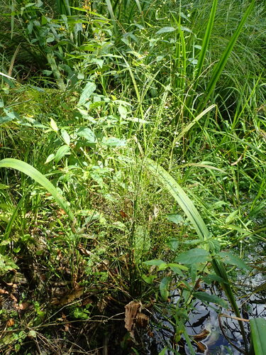 European Water-plantain