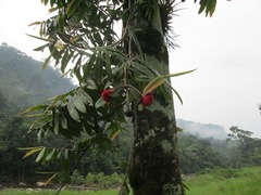 Marcgravia crassiflora