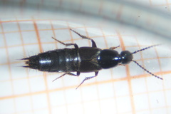 Philonthus carbonarius