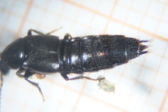 Philonthus carbonarius