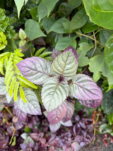 Strobilanthes alternata observed 2026-08-11