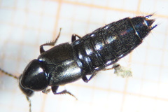 Philonthus carbonarius