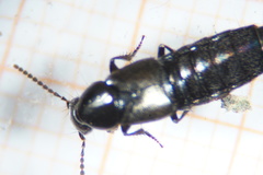 Philonthus carbonarius