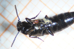 Philonthus carbonarius