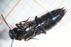 Philonthus carbonarius