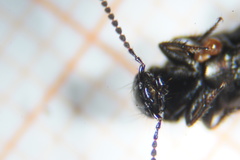 Philonthus carbonarius