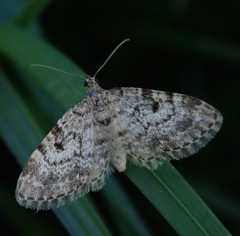Eupithecia tantillaria