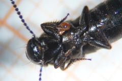 Philonthus carbonarius