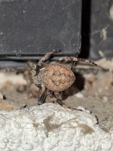 Larinioides ixobolus