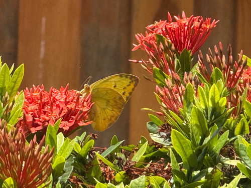 American Orange-barred Sulphur