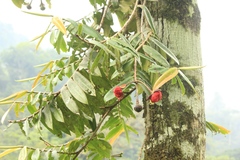 Marcgravia crassiflora