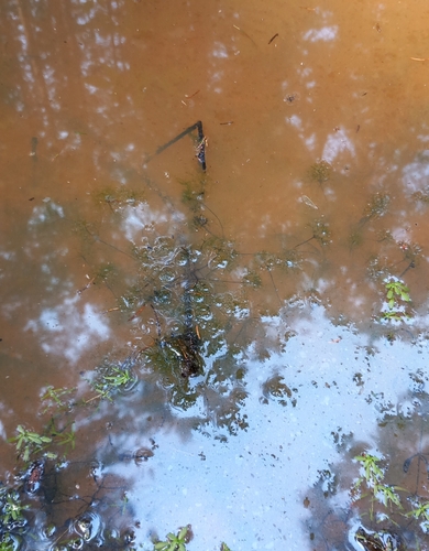 Nitella gracilis, 2026-08-01