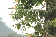 Marcgravia crassiflora