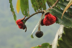 Marcgravia crassiflora