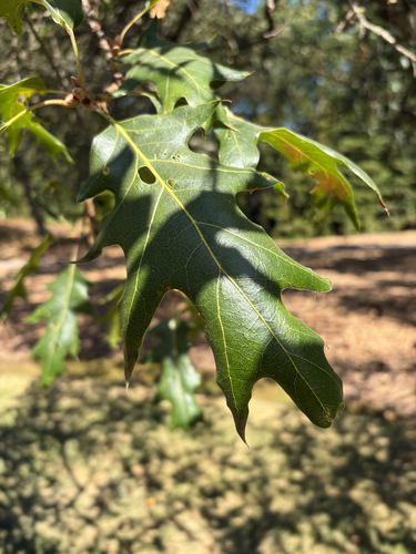 California black oak seen in Sonoma Valley