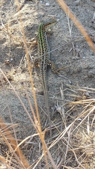 Podarcis siculus