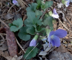 Viola palmata