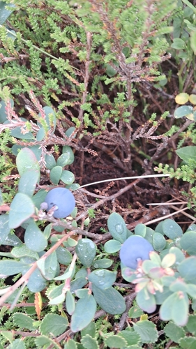 bog bilberry