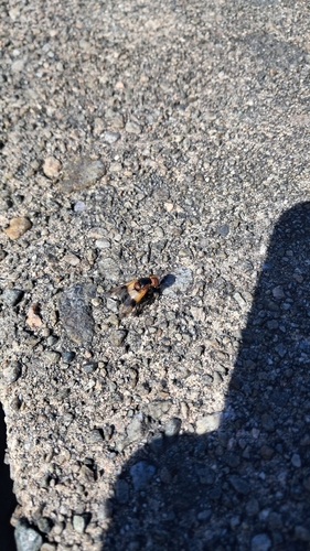 Pellucid Hover Fly