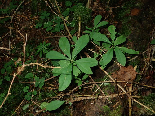 Mezereon