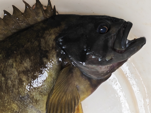 Gray rockfish (Sebastes glaucus) — Sebastidae — 4