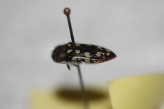Acmaeodera recticollis