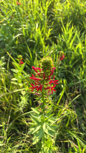 cardinal flower