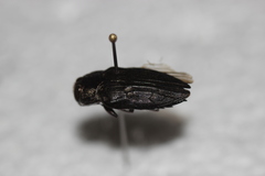 Chrysobothris merkelii
