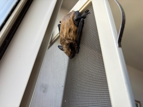 Big Brown Bat observed by tomahto