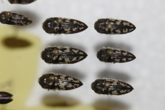 Acmaeodera recticollis
