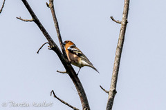 Fringilla coelebs
