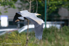 Ardea cinerea