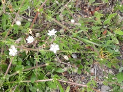 Arenaria serpyllifolia