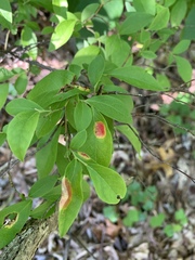 Exobasidium vaccinii