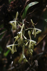 Epidendrum erosum