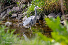 Ardea cinerea