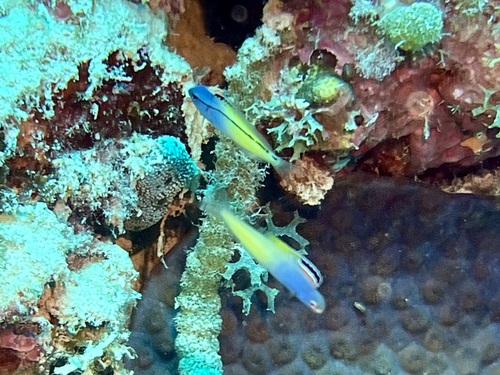 Meiacanthus nigrolineatus observed 2025-10-18