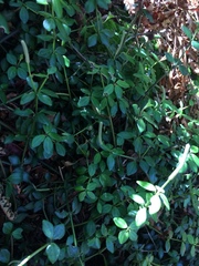 Peperomia tetraphylla