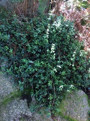 Peperomia tetraphylla