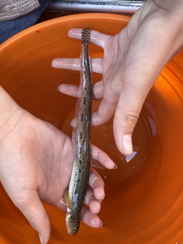 Snake Prickleback