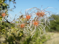 Clematis brachiata