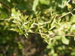 Clematis brachiata