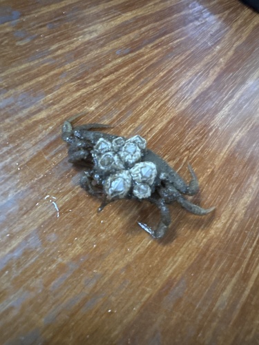 Helmet Crab