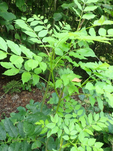 European ash