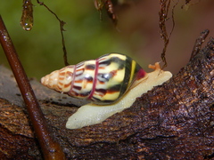 Amphidromus furcillatus